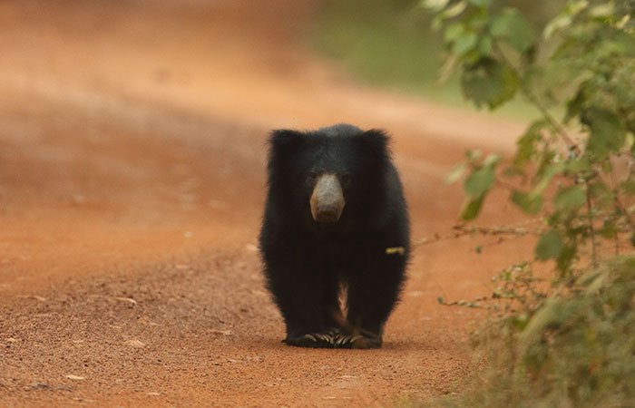 Wilpattu National Park
